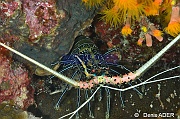 Panulirus versicolor-Moga Island Jetty Hoga-3m-20180529nuit-Denis-ADER-DSC_2080_tn